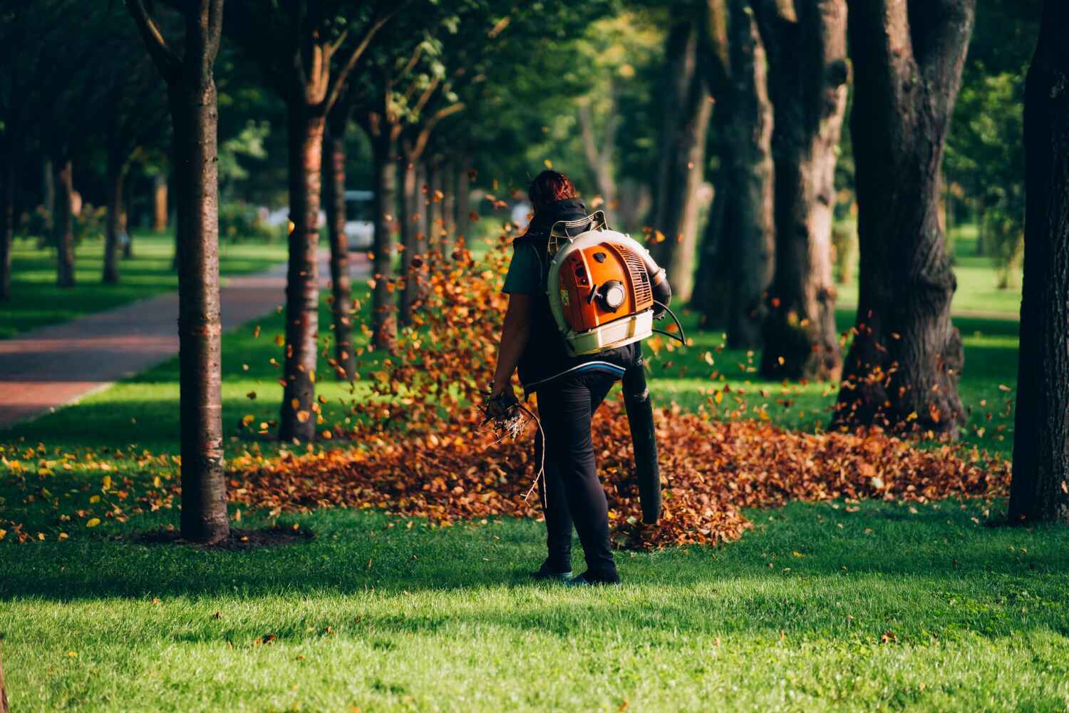 The Steps Involved in Our Tree Care Process in St Louis, MO